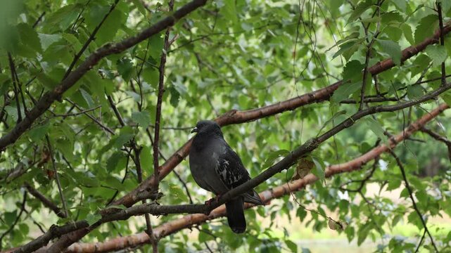 Feral pigeon perched among leafy tree branches with subtle natural head movements in a peaceful urban park.
