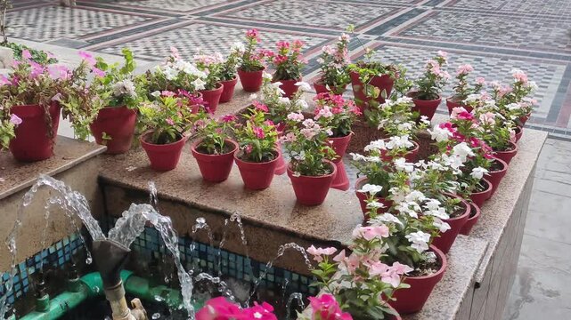 Fresh and healthy light pink sadabahar (periwinkle) flowers in red pots 