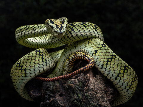 Sumatran tree viper (Trimeresurus sumatranus) is a species of venomous pit viper found in the tropical forests of Indonesia, Malaysia, and Thailand.