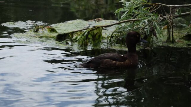 Ferruginous duck swimming calmly beneath overhanging willow branches on a peaceful pond in a natural wildlife scene.