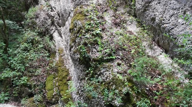 Dettaglio di una parete rocciosa in un bosco, con muschi e piante che crescono tra le fessure