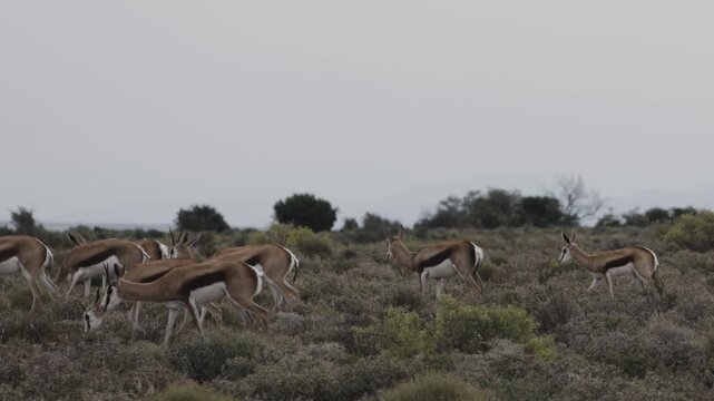 Springbok antelope move slowly through low shrubland, grazing together in a calm wildlife scene.