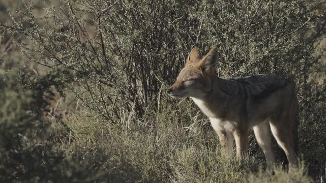 A lone jackal moves through dry scrub, sniffing the ground before pausing to lick its muzzle in harsh bushland light.