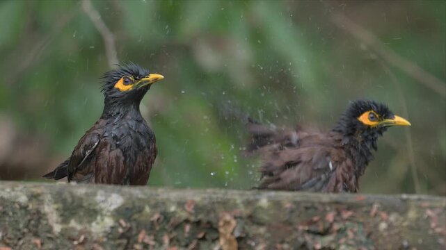 Two common mynas perch side by side on a stone ledge in a lush green setting, preening and interacting in this close wildlife shot of a bonded pair.