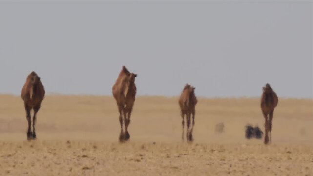 Dromedary camels walk through shimmering desert heat haze, their silhouettes rippling in the distant mirage in this atmospheric.