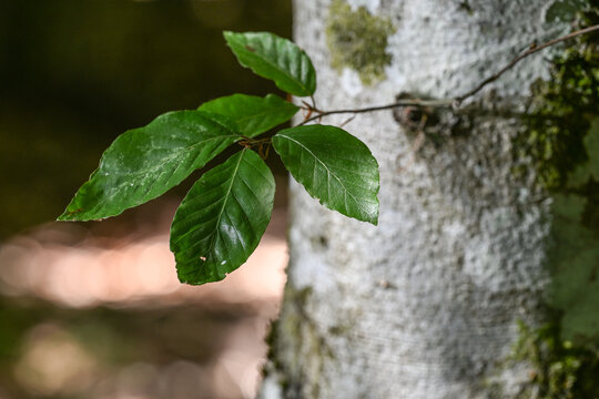 Bois Foret nature arbre 