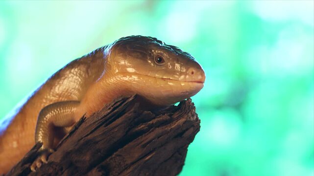 A spiny-tailed lizard basks on a log against a soft green background, its scaly skin and alert eye shown in fine detail.