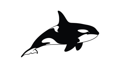 Orca whale silhouette against a white background a striking marine mammal depiction silhouette © jivect02