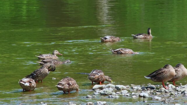 Several ducks swimming and foraging in the calm waters of the Rock River in Watertown, Wisconsin, near a rocky bank with lush green forest foliage in the background during daytime.