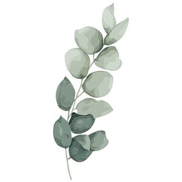 Botanical sprig is being shown on transparent background, with muted watercolor leaves