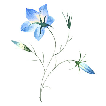 Watercolor blue flower is being shown on transparent background, open five-petal bloom and two buds