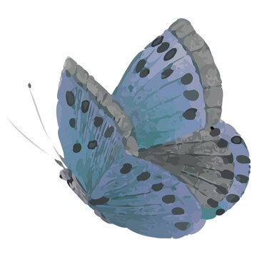 Vector blue butterfly is hovering on transparent bg, showing layered wings, black spots, antennae