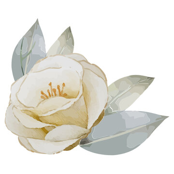 Cream camellia is being shown in watercolor with gold stamens and blue-gray leaves, transparent