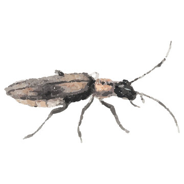 Flat illustration of elongated beetle is being shown on transparent background, with long antennae