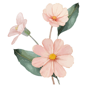 Three pale pink daisy blooms are showing in gouache with gold cores, leaves, brushwork, transparent