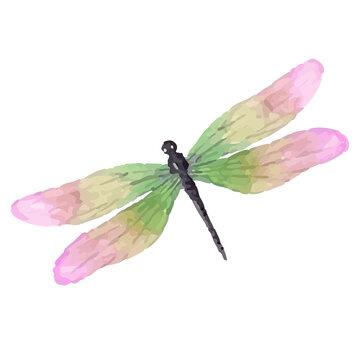 Watercolor dragonfly is posing on transparent canvas, with dark body and four green-to-pink wings