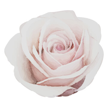 Pale blush rose is resting in vector style on transparent background, showing layered spiral petals