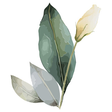 Botanical sprig is floating on transparent background, showing three leaves, cream bud, watercolor