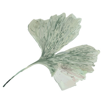 Stylized ginkgo leaf is being shown on transparent bg, with fan lobes, petiole, watercolor veins