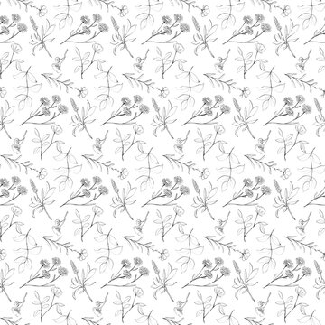 Seamless floral pattern with hand drawn botanical line art on a transparent background