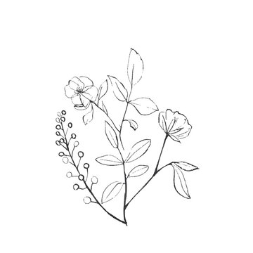 Botanical Line Art Illustration of Wild Flowers
