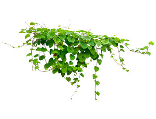 Dense Green Creeping Vine Hanging Isolated on Transparent Background PNG © keodom