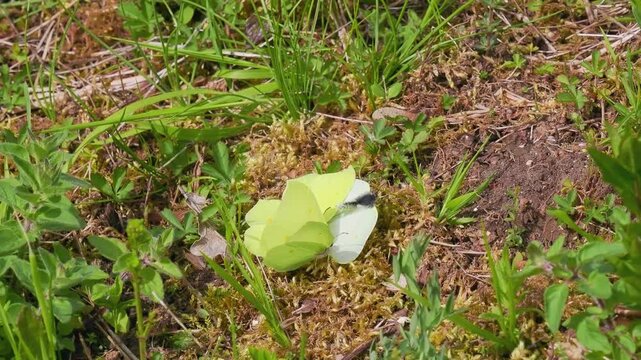 Male Brimstone Butterflies Surrounding a Female