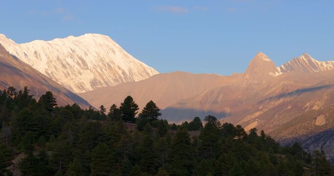 Annapurna Circuit, Manang region, Nepal, drone shot over alpine forest trees toward sunlit mountain ridges and Tilicho Peak.