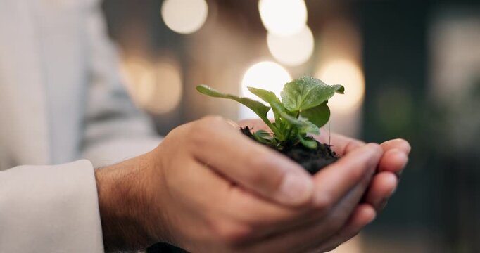 Man, hands and soil with sprout in office for green investment, future profit or ESG project. Night, finance investor or plant at company for corporate sapling, sustainable funds or growth potential