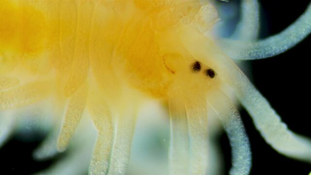 Worm under the microscope, family Syllidae. Close-up of the head in the video.
