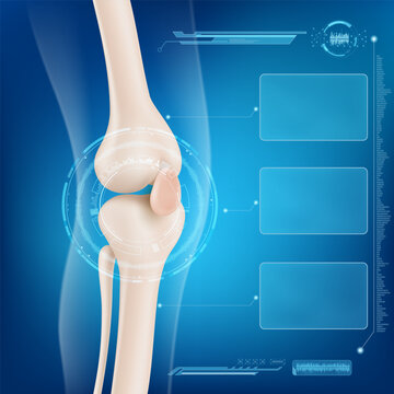 Anatomy of a healthy knee joint of a human leg with a modern interface for text. Vector illustration