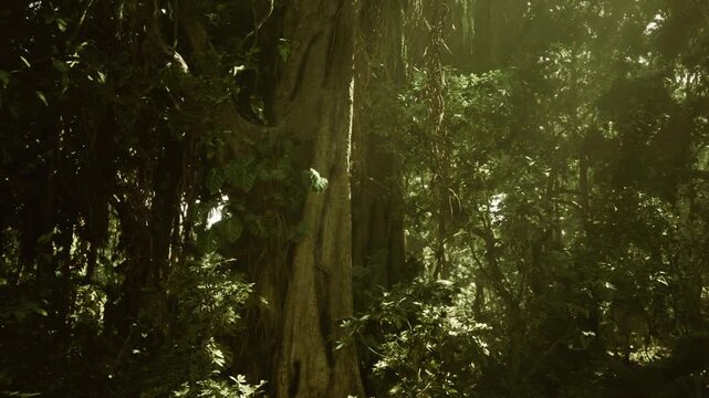 Bora bora rainforest canopy sunlight filtering through dense foliage, ancient trunk wrapped in lianas and moss, misty humid atmosphere, secluded island