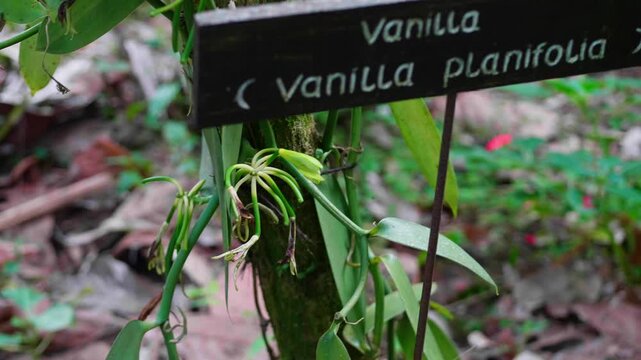 Wooden sign identifying a vanilla planifolia plant, a species of orchid from which commercial vanilla flavoring is derived, growing in a lush forest