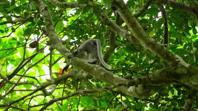 Silvered leaf monkey with its baby clinging to its belly moving along a tree branch. Wild primate in its natural jungle habitat