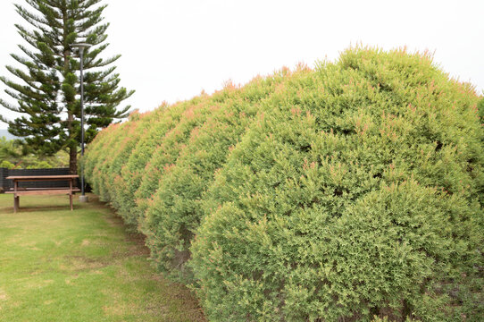 Leaves of Chamaecyparis Lawoniana or Ellwood's gold tree fence near green grass field with Norfolk Island pine in background.