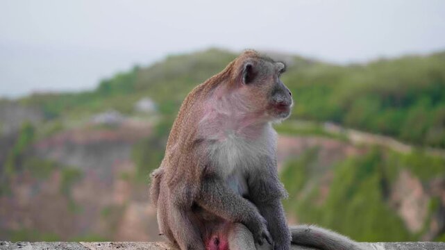 Close-up of a wild balinese long-tailed macaque sitting peacefully. The primate is observing its surroundings in a lush, green environment