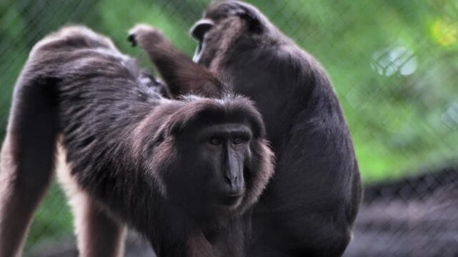 Tonkean monkeys have a basic color morphology dominated by glossy black, while the face and buttocks tend to be light brown. They help each other clean their partner