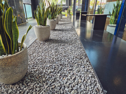 Modern indoor landscape with snake plants in concrete pots, decorative gravel, and minimalist office architecture with natural daylight.