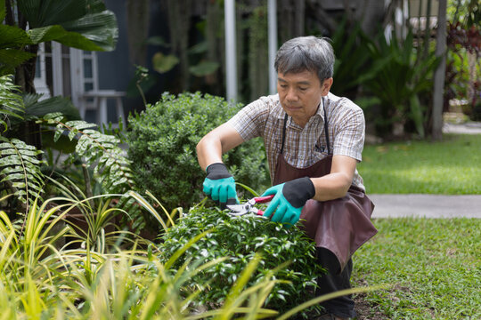 Senior Asian Man Trimming and Pruning Shrubs in the Front Yard
