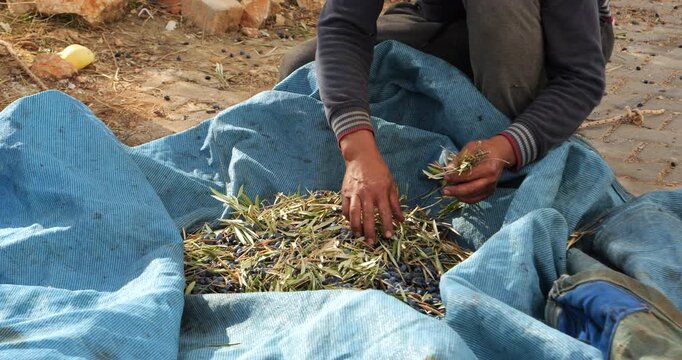 Hands separate ripe black olives from leaves and twigs across a blue harvest tarp