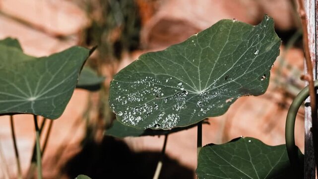 water droplets on round plant foliage