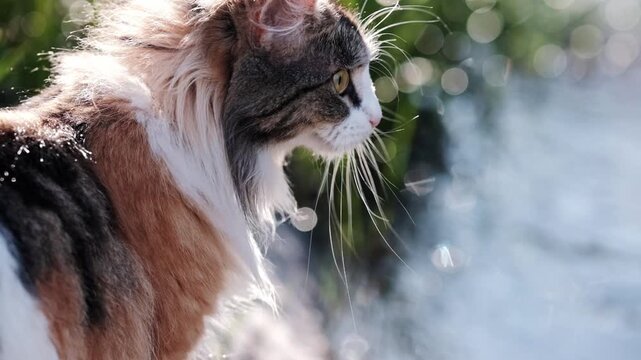 Gorgeous dreamy detailed shot of a side profile of a young calico cat with backlight ,sitting near a river with water and droplets out of focus and bokeh in the background