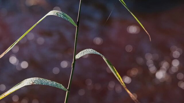 A river reed plant in focus with water flowing behind out of focus