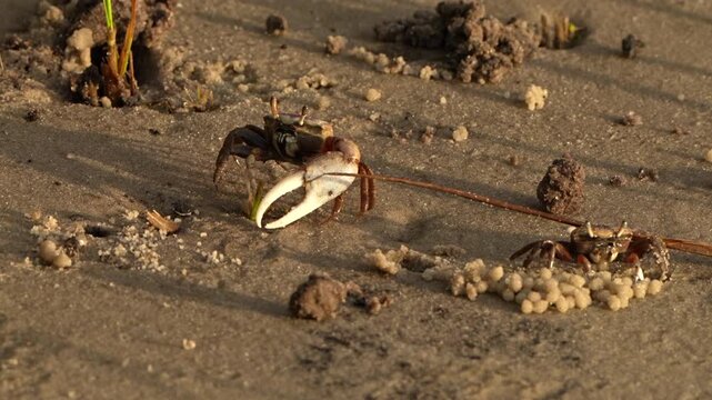 Male fiddler crab waving and chases female crab into burrow