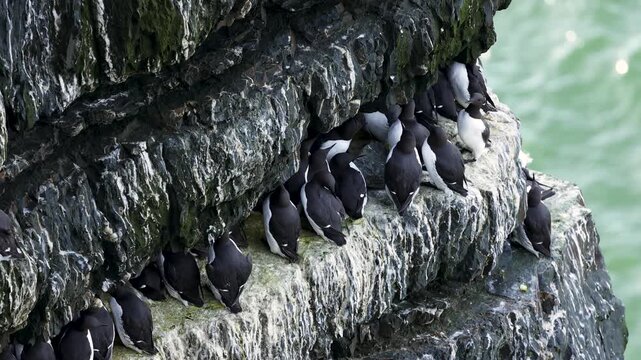 Colony of guillemots on a narrow rock ledge at Loop Head, Ireland