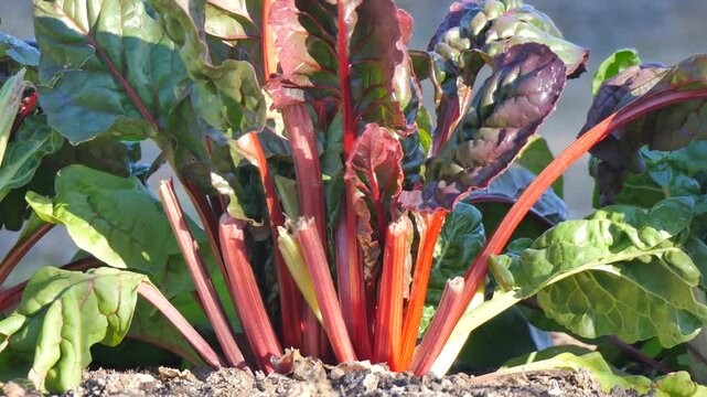 Vegetable in the veggie patch