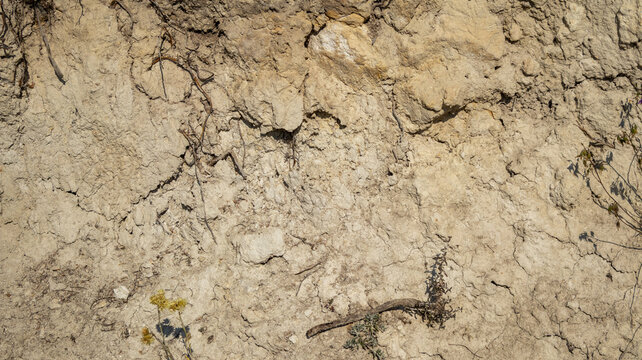 Talud de tierra seca y ra&iacute;ces