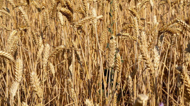 Primer plano de espigas de trigo maduras en el campo