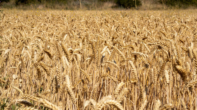 Espigas de trigo maduro en el campo