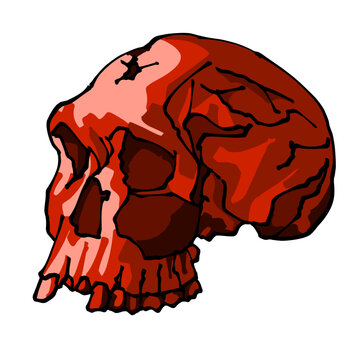 Homo Habilis KNM ER 1813